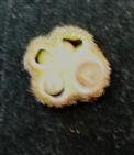  T.S.Fruit